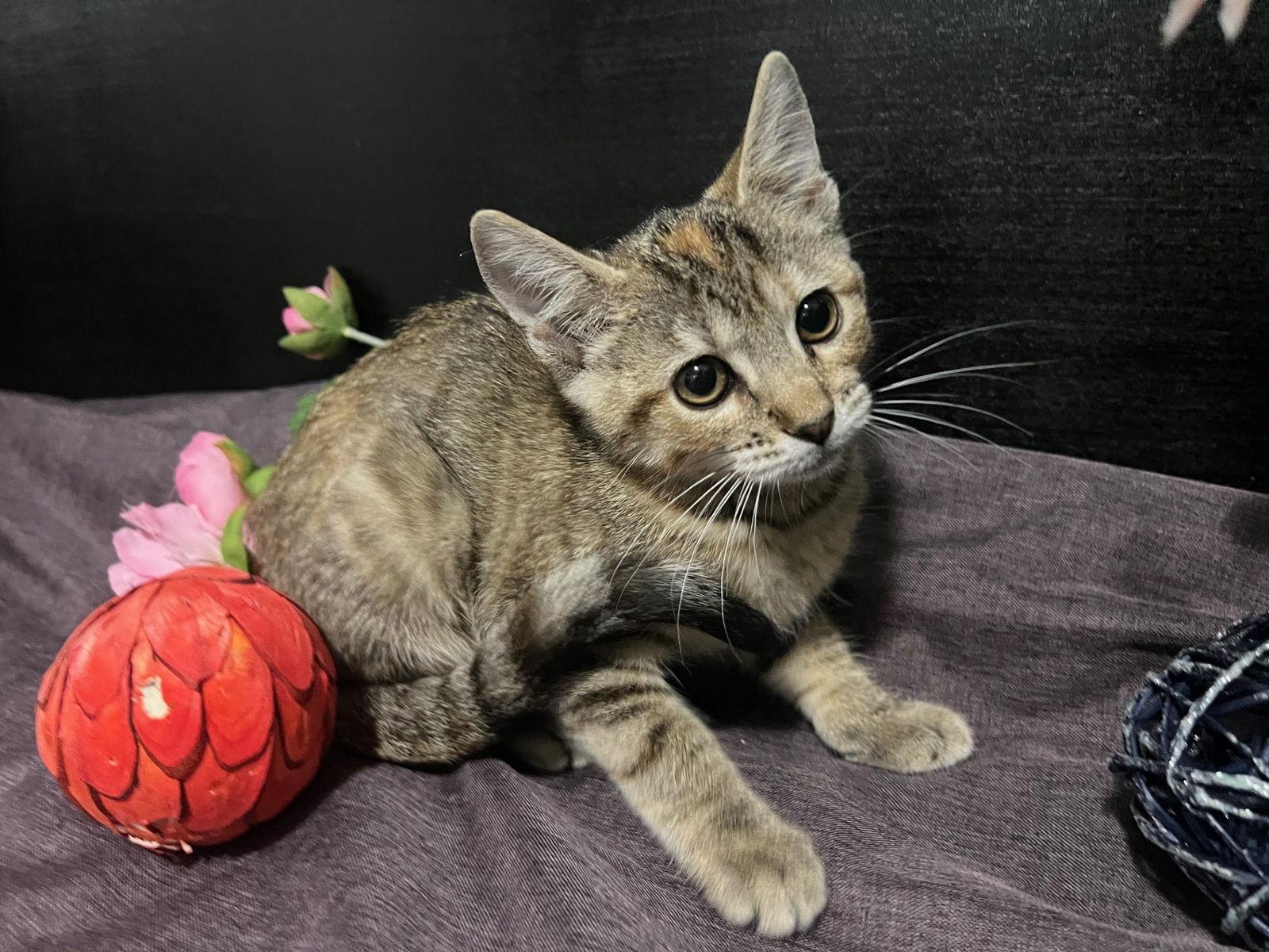 Enlarge Marigold, a Adoptable mixed breed in Fayetteville, GA image 3/3