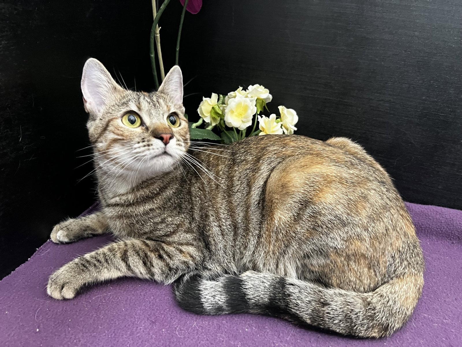 Marigold, a Adoptable mixed breed in Fayetteville, GA image 3/3