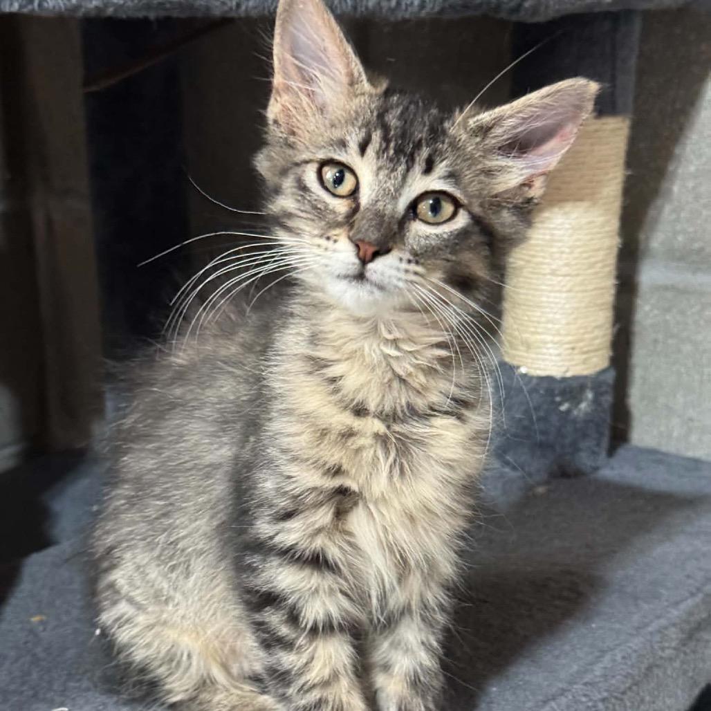 Cady Heron, Adoptable, Kitten Female Domestic Short Hair.