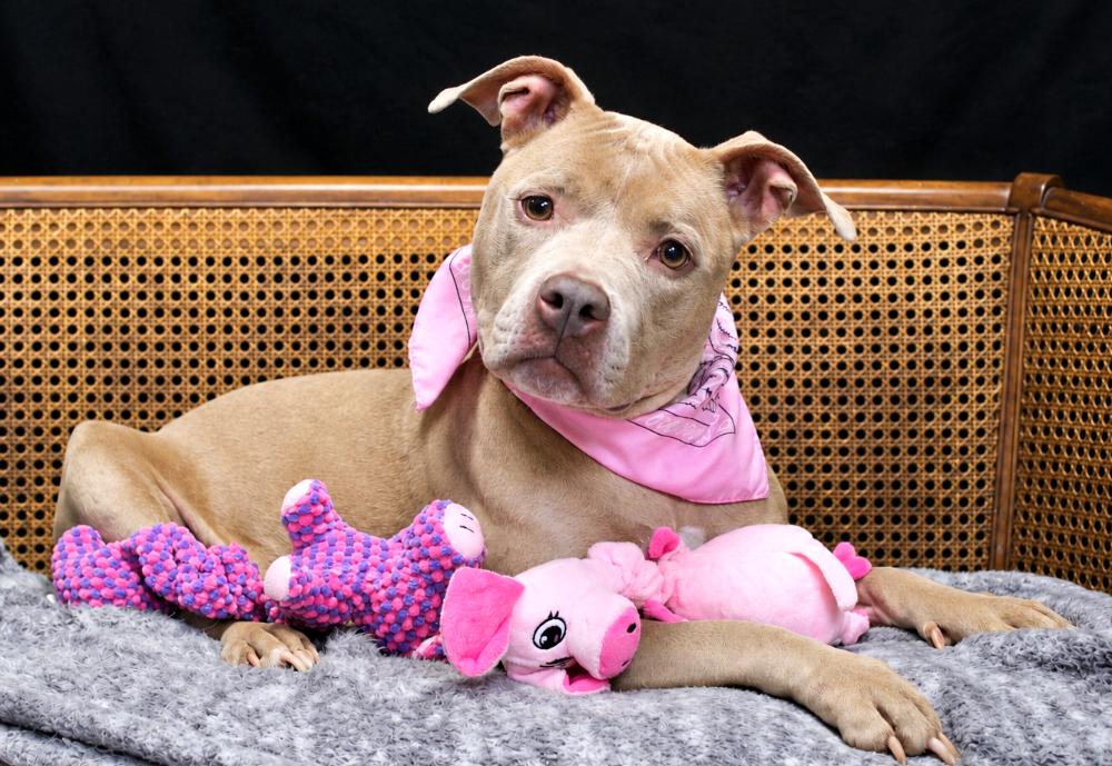 Enlarge Sadie Mae, a Adopted mixed breed in Cheboygan, MI image 2/5
