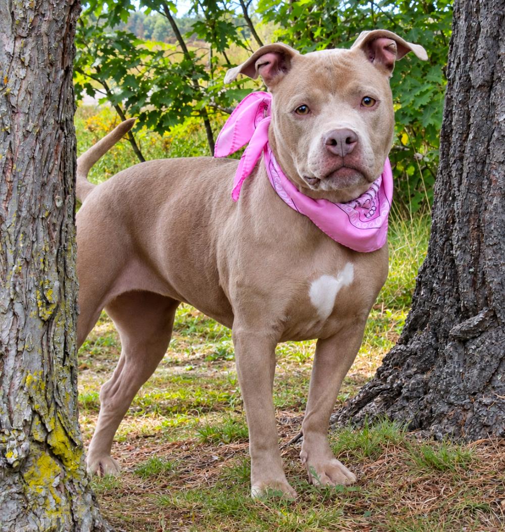 Sadie Mae, Adopted, Adult Female Mixed Breed.