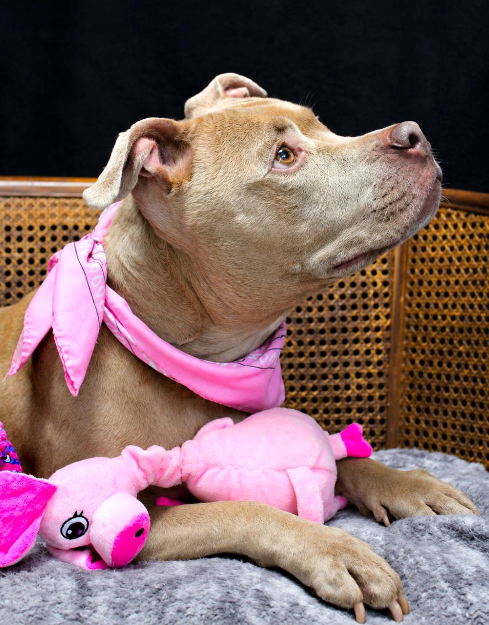 Enlarge Sadie Mae, a Adopted mixed breed in Cheboygan, MI image 3/5
