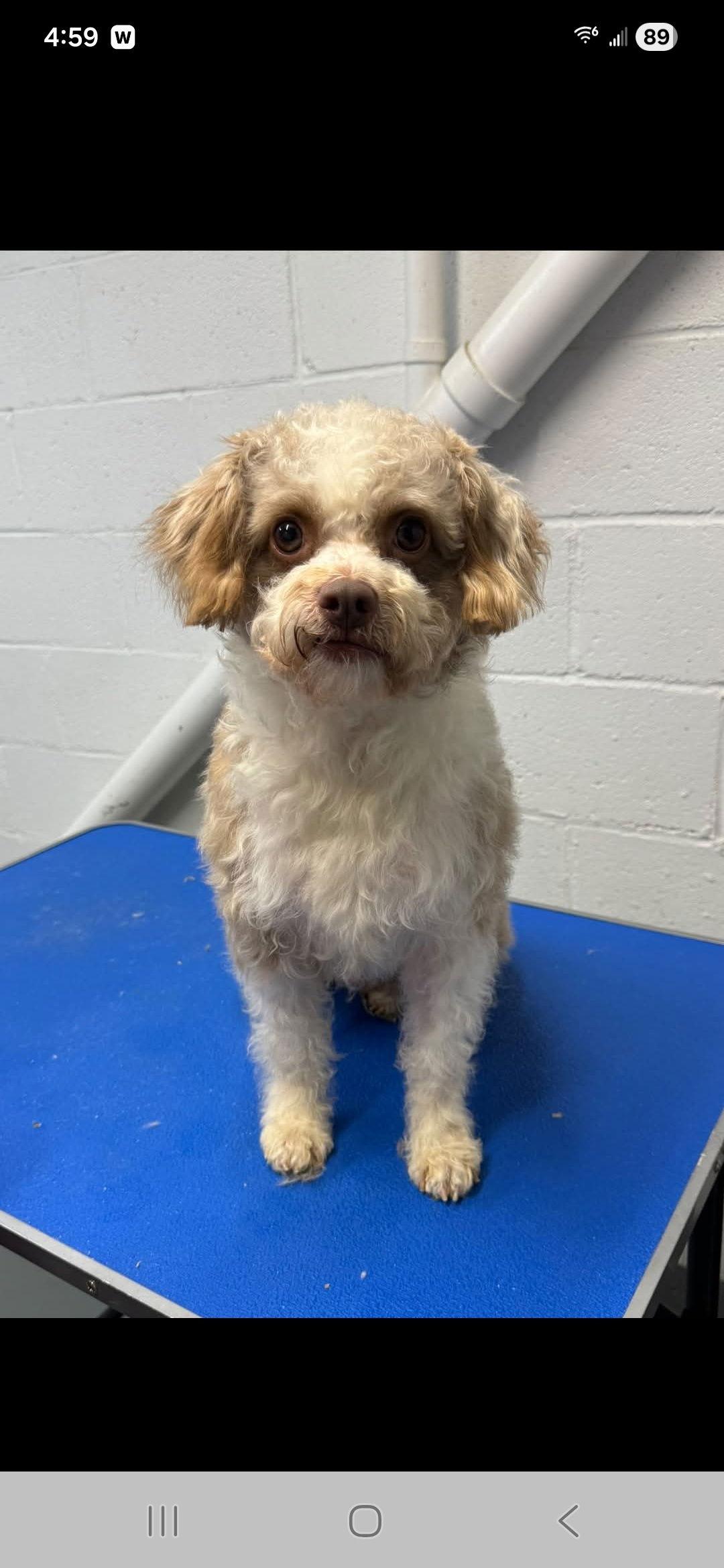 Enlarge Bobo (courtesy post), a Adoptable Poodle in Pittsburgh, PA image 1/1