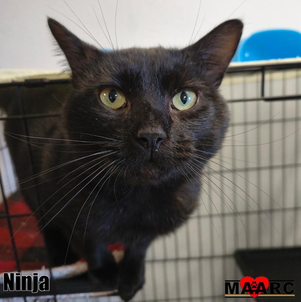 Ninja, Adoptable, Adult Male Domestic Short Hair.