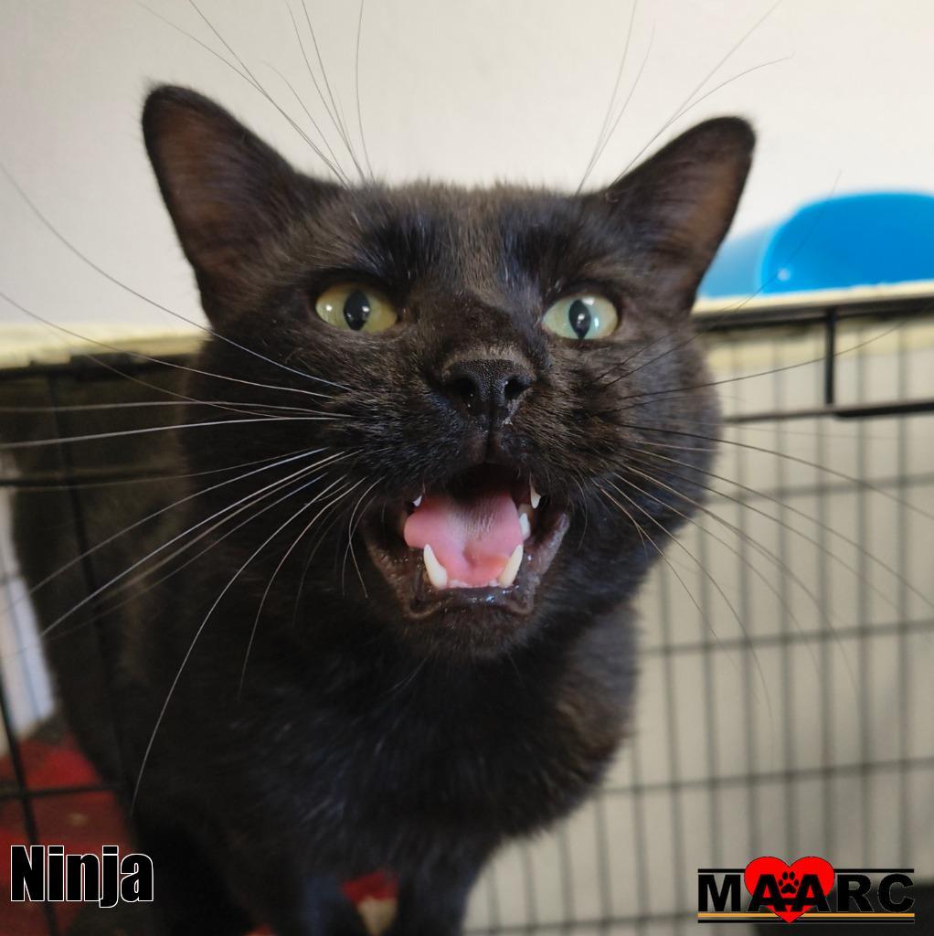 Enlarge Ninja, a Adoptable mixed breed in Maryville, TN image 2/3