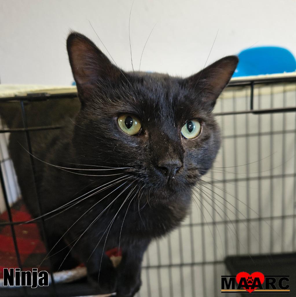 Enlarge Ninja, a Adoptable mixed breed in Maryville, TN image 3/3