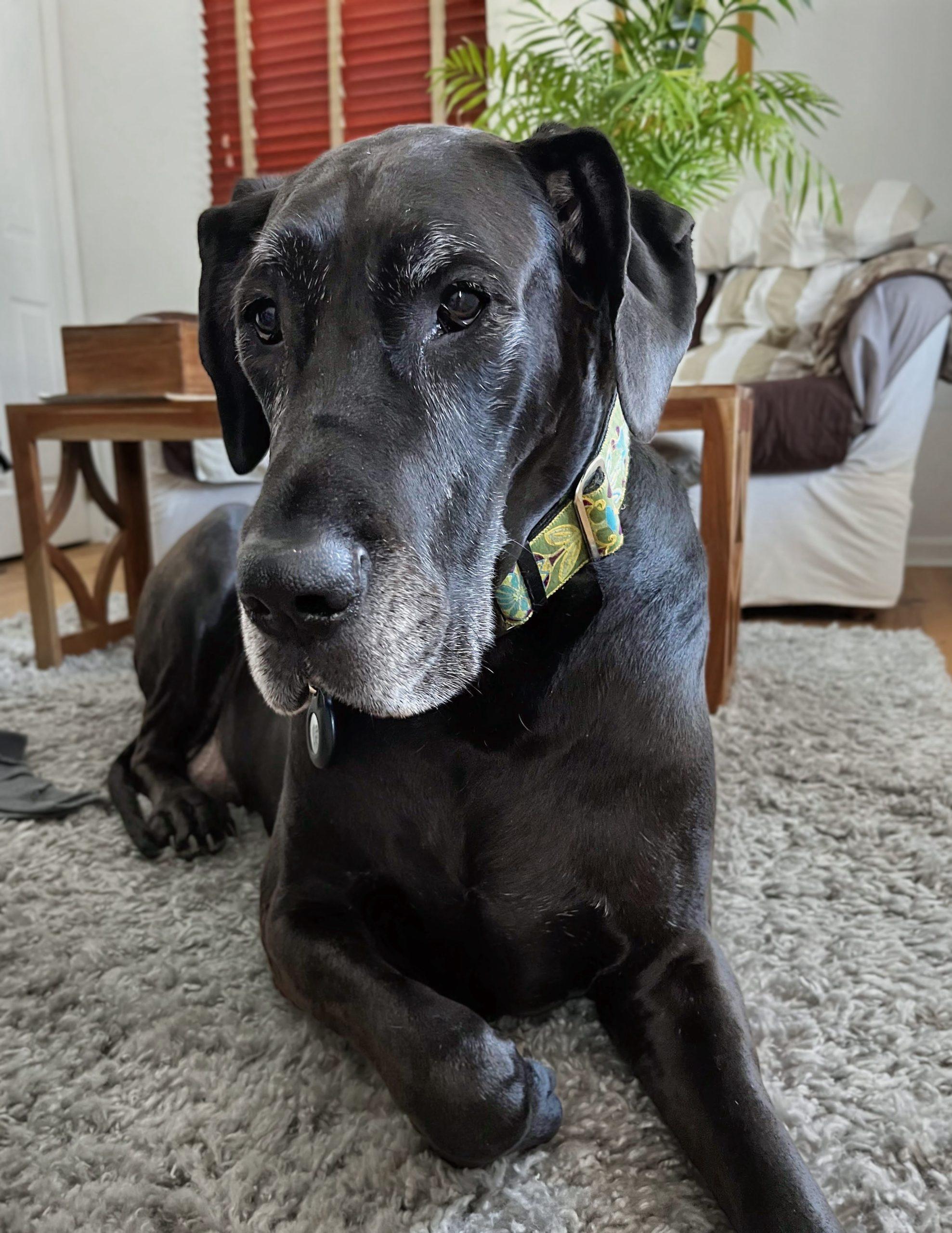Enlarge Dakota, a ADOPTABLE Great Dane in Pine Beach, NJ image 2/5