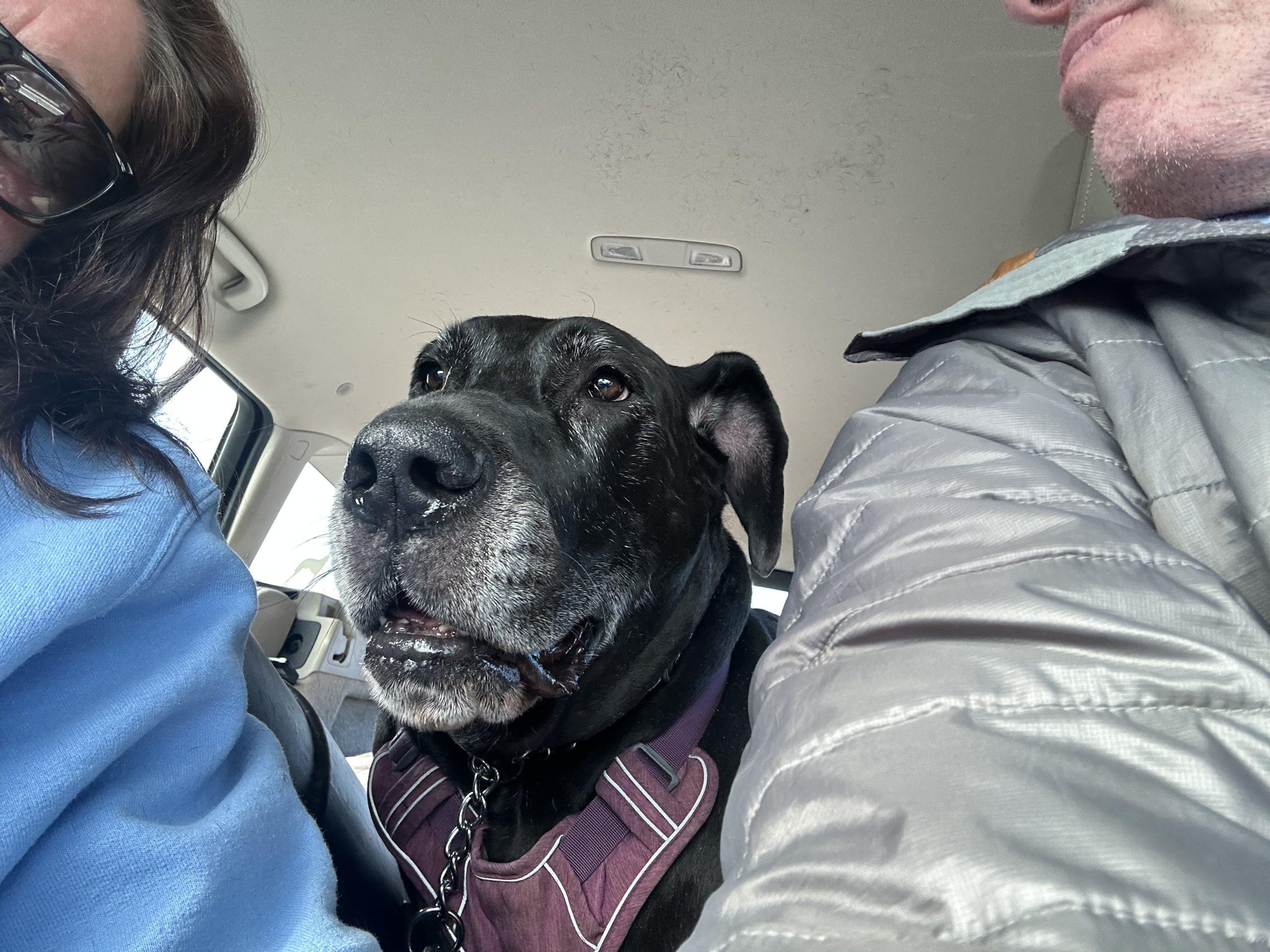 Enlarge Dakota, a ADOPTABLE Great Dane in Pine Beach, NJ image 3/5