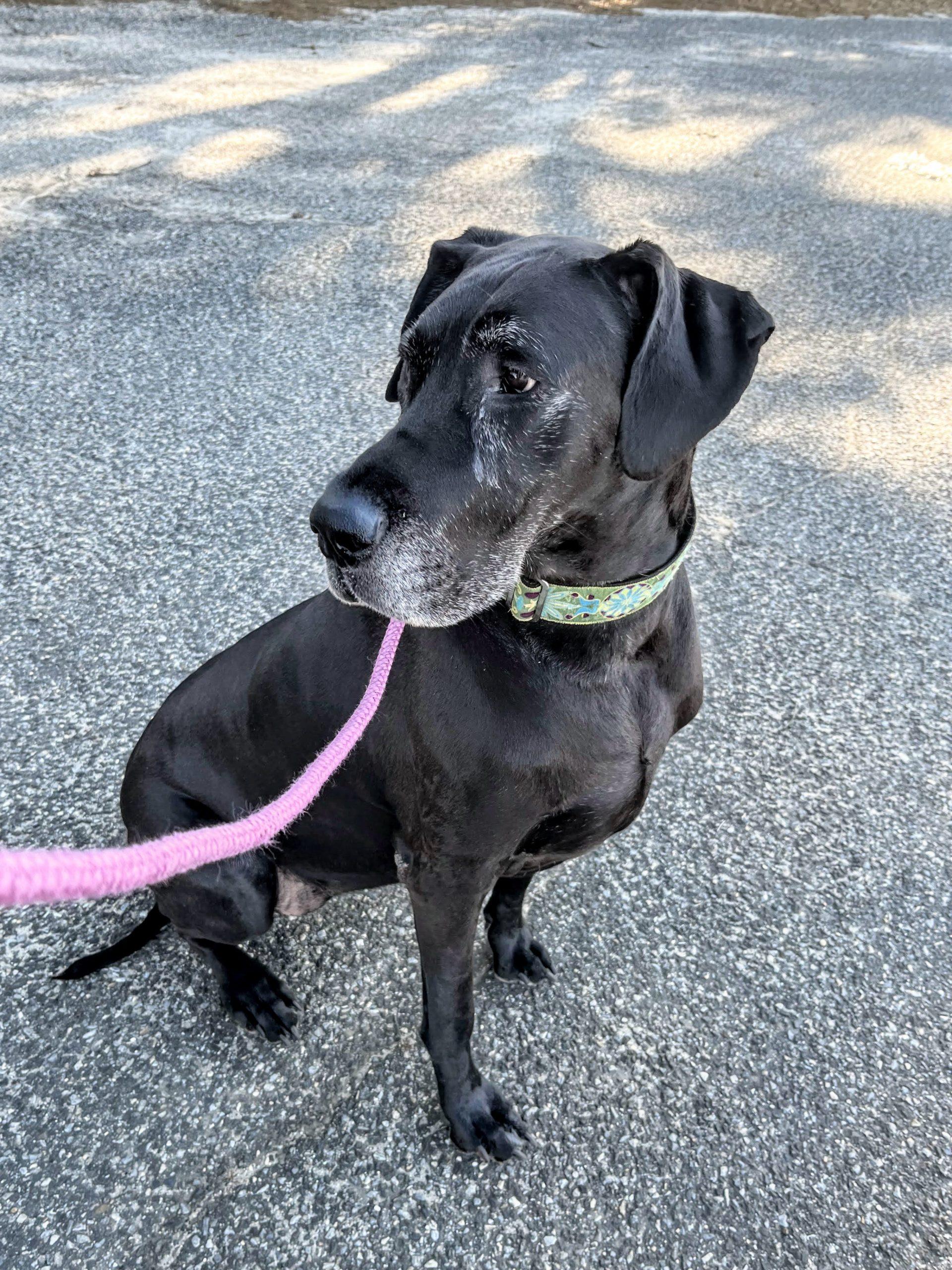 Dakota, ADOPTABLE, Adult Female Great Dane.