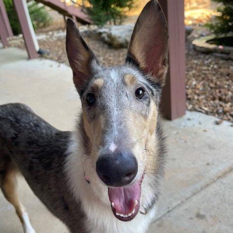 Peaches, Adopted, Young Female Smooth Collie.