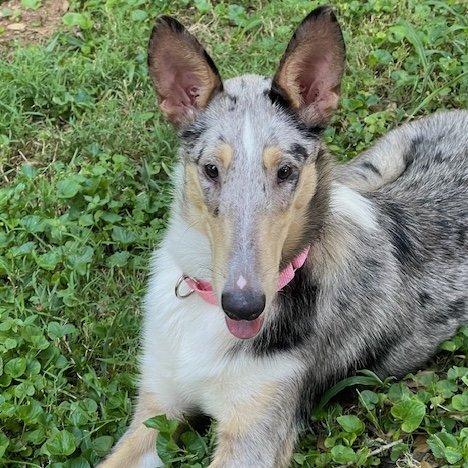 Enlarge Peaches, a Adopted Smooth Collie in Dublin, OH image 2/3