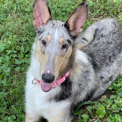 Enlarge Peaches, a Adopted Smooth Collie in Dublin, OH image 3/3