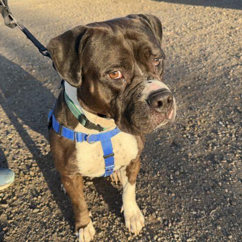 Gemma, Adoptable, Adult Female Pit Bull Terrier & Mastiff.