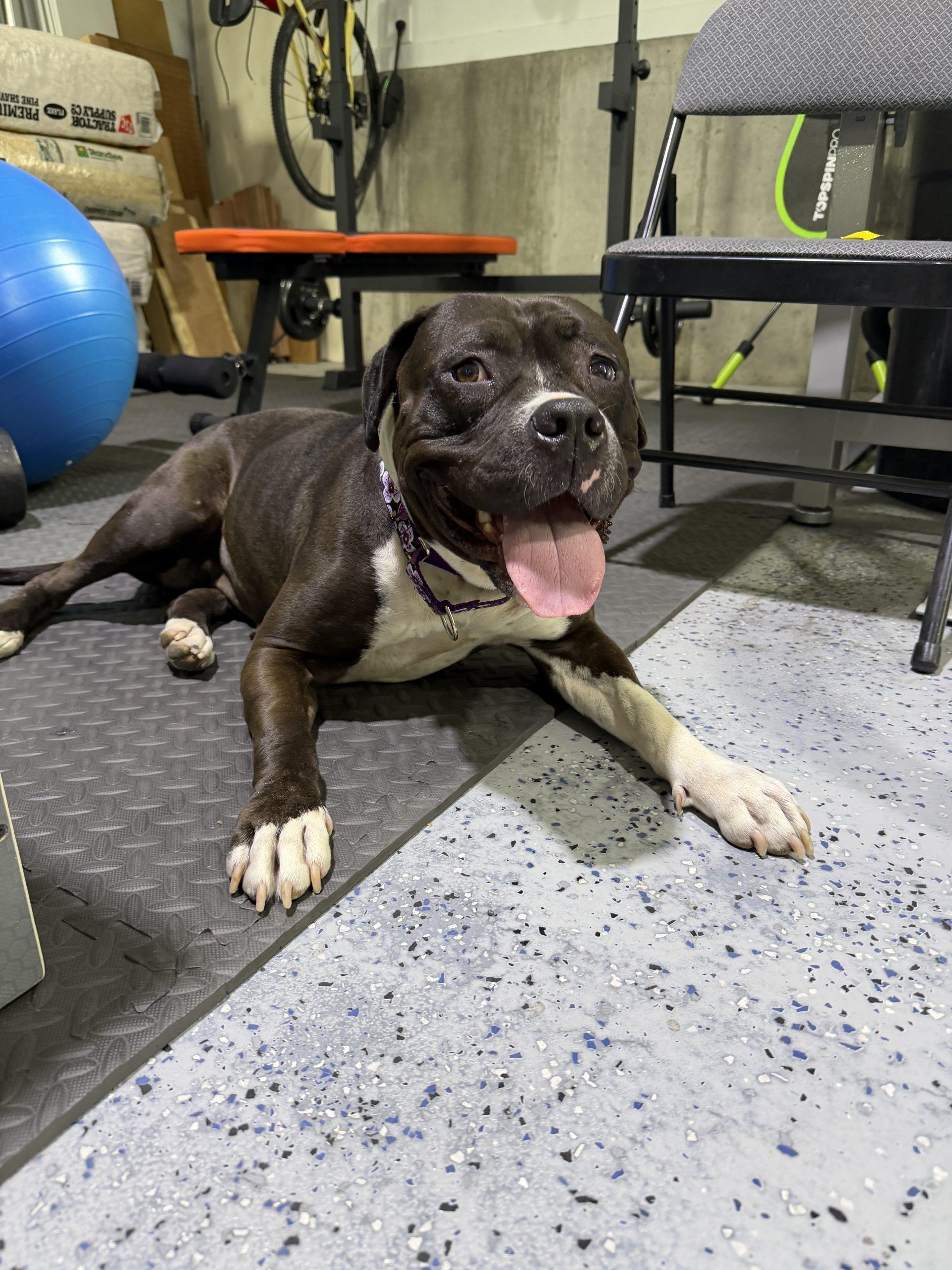 Gemma, a Adoptable mixed breed in Grand Junction, CO image 1/6