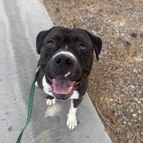 Gemma, a Adoptable mixed breed in Grand Junction, CO image 2/5