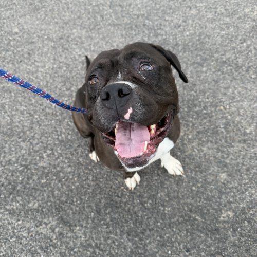 Gemma, a Adoptable mixed breed in Grand Junction, CO image 5/5