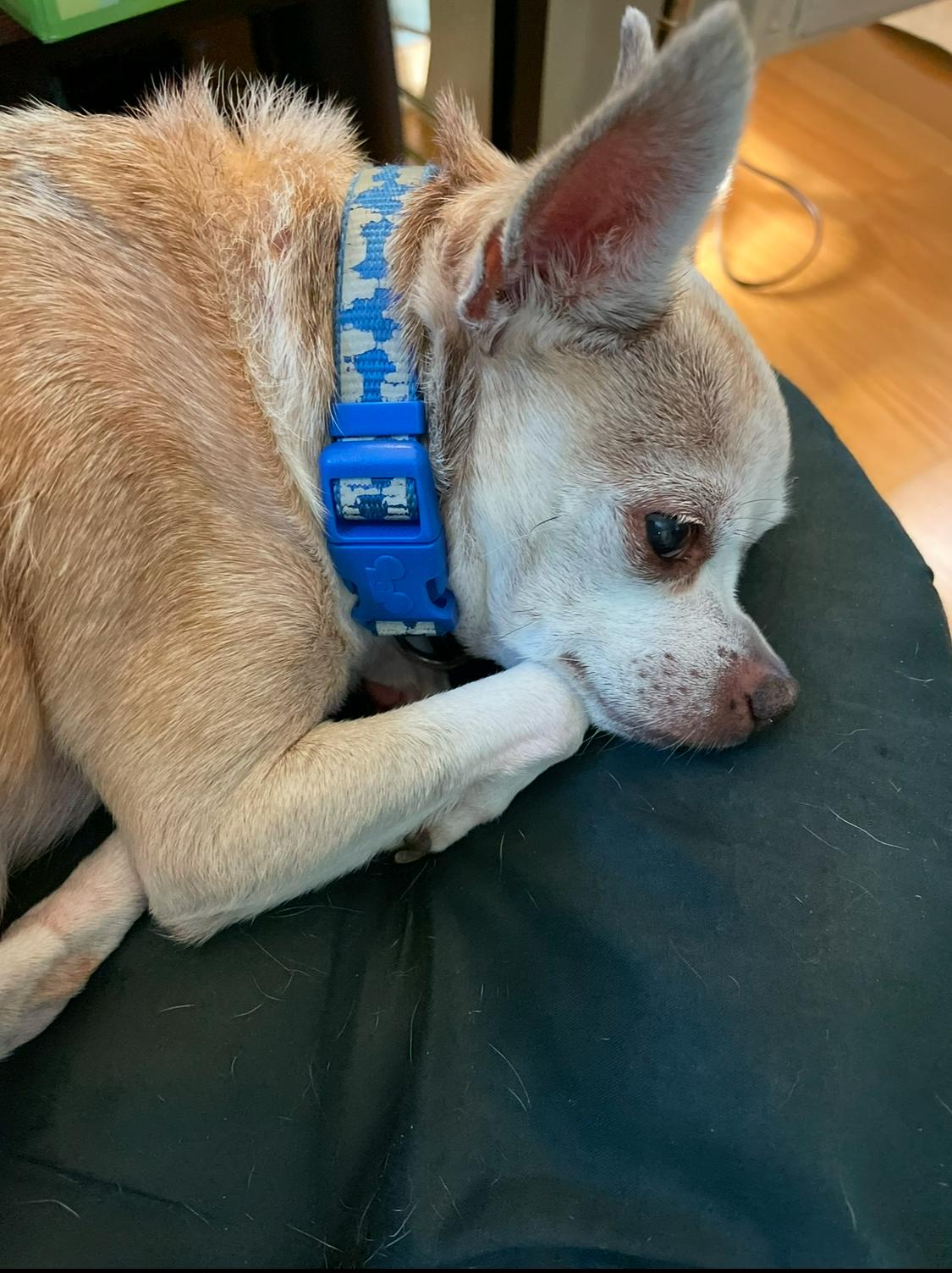 Buddy, Senior Male unknown