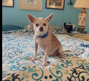 Buddy photo 5