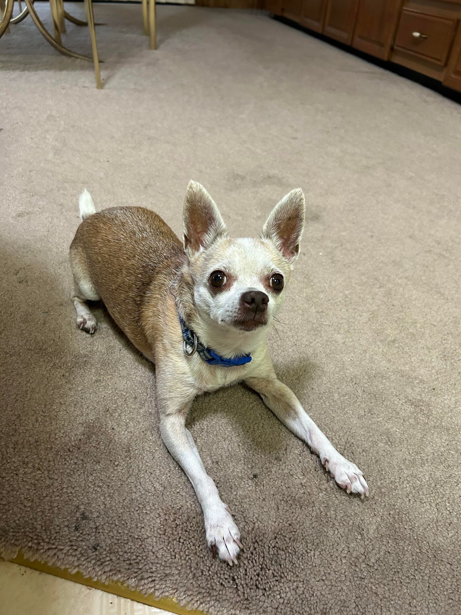 Buddy photo 2