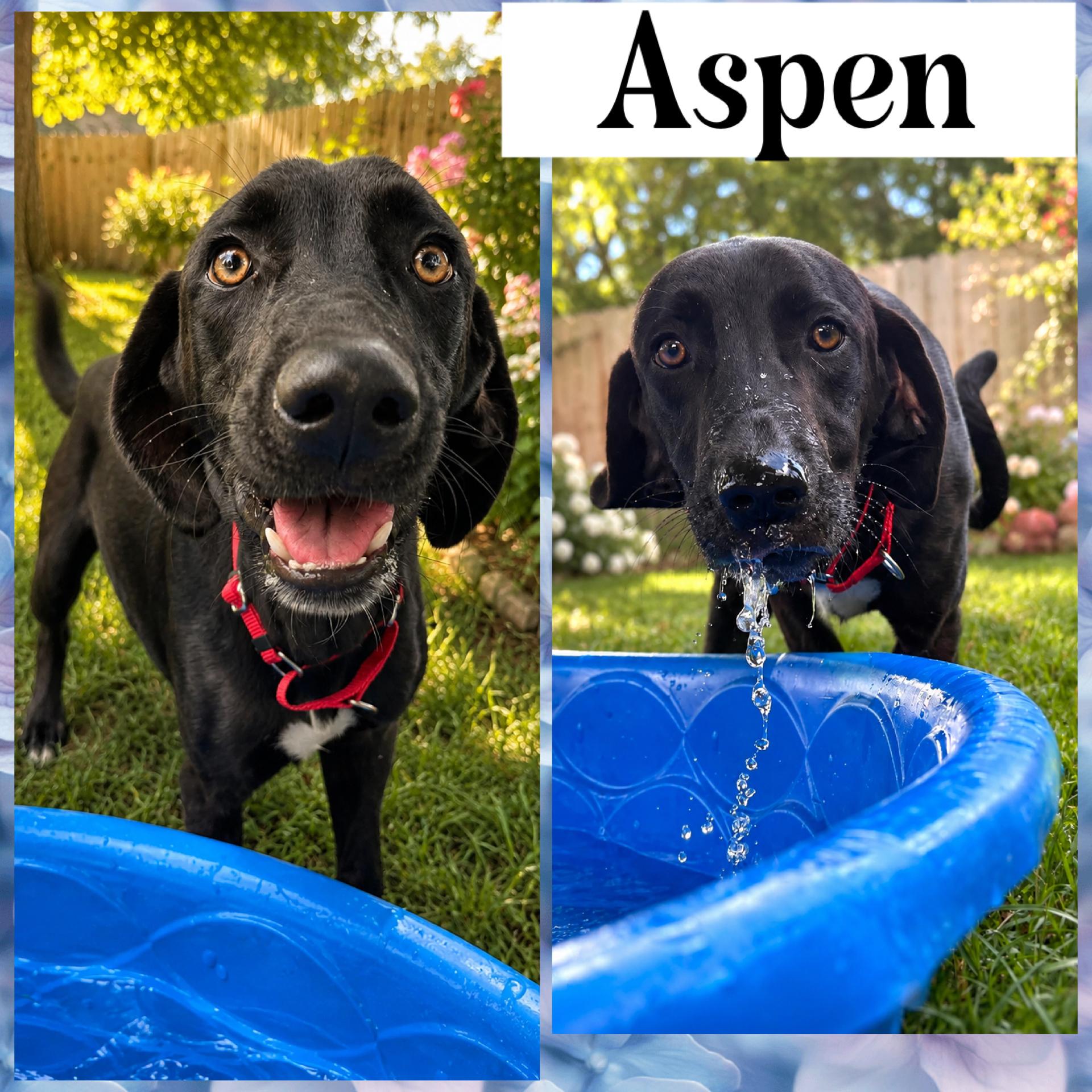 Aspen, ADOPTABLE, Young Female Weimaraner & Great Pyrenees.