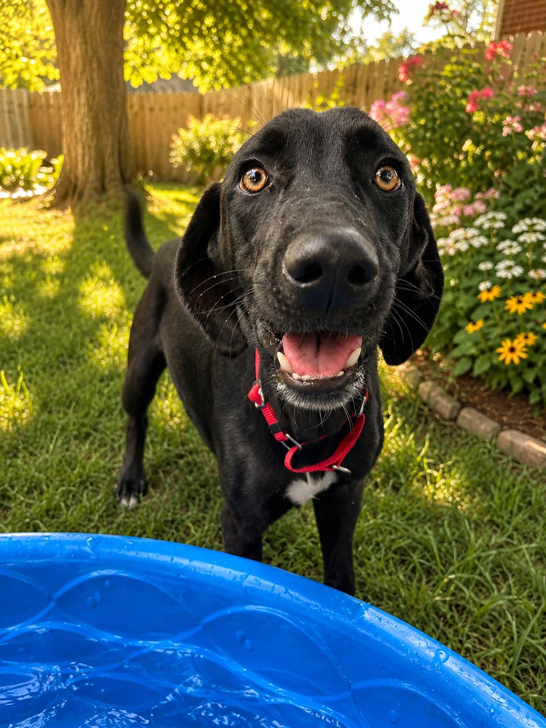 Aspen, a ADOPTABLE mixed breed in Springfield, MO image 2/3