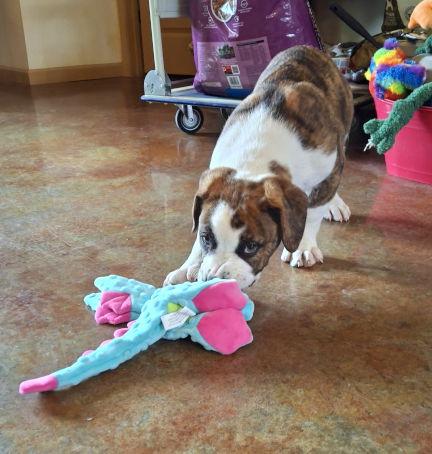 Enlarge Bobby, a Adopted mixed breed in Mountain View, AR image 1/3