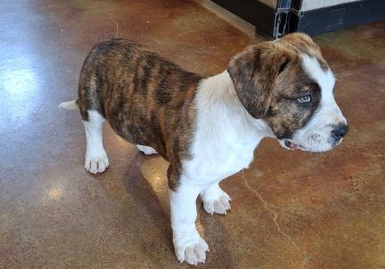 Enlarge Bobby, a Adopted mixed breed in Mountain View, AR image 2/3