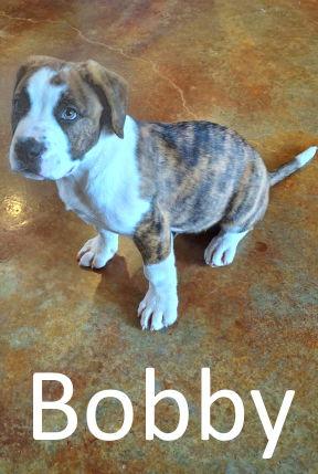 Enlarge Bobby, a Adopted mixed breed in Mountain View, AR image 3/3