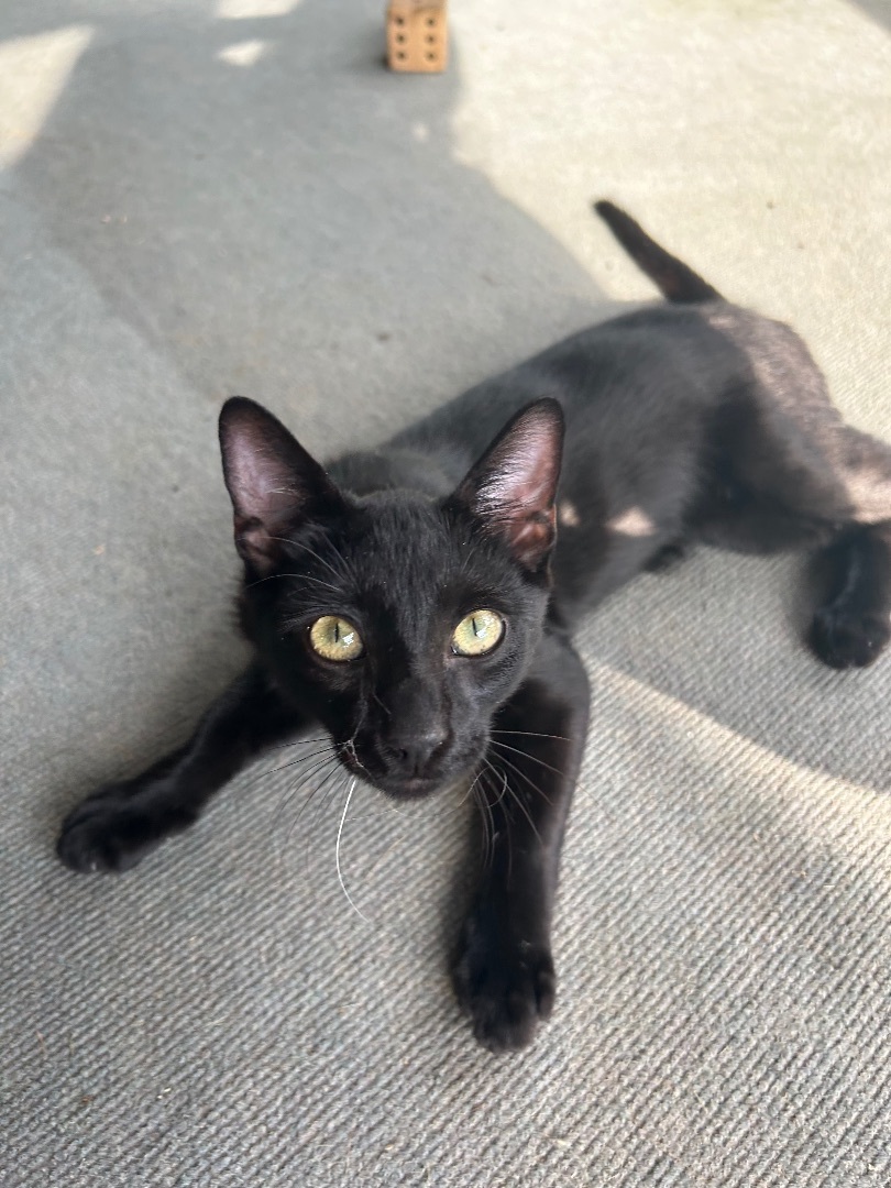 Enlarge Ghost, a Adopted Domestic Short Hair in Huntsville, AL image 1/4