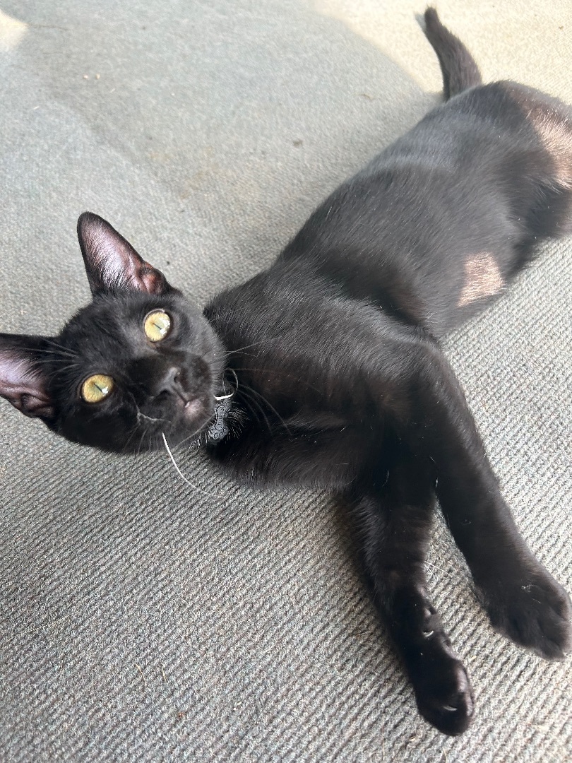 Enlarge Ghost, a Adopted Domestic Short Hair in Huntsville, AL image 2/4