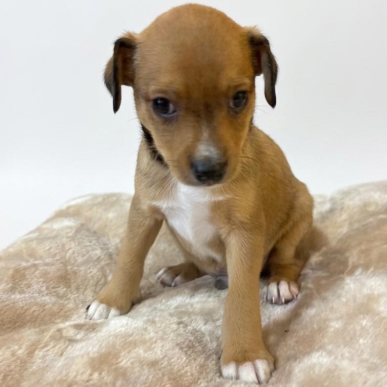 Ollie, Adoptable, Puppy Male Chihuahua & Mixed Breed.