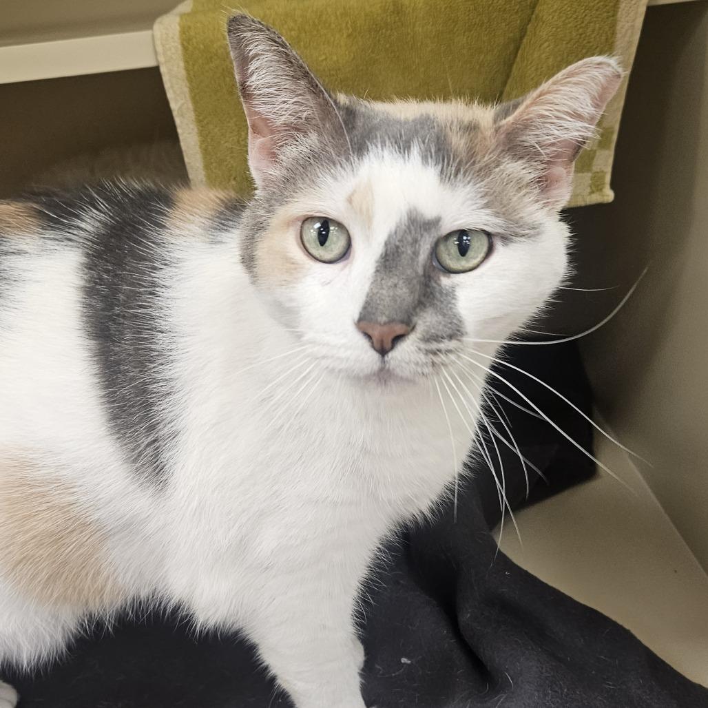 Chloe Balloons — thumbnail 2