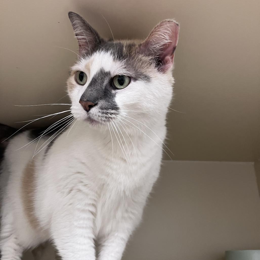 Chloe Balloons — thumbnail 3