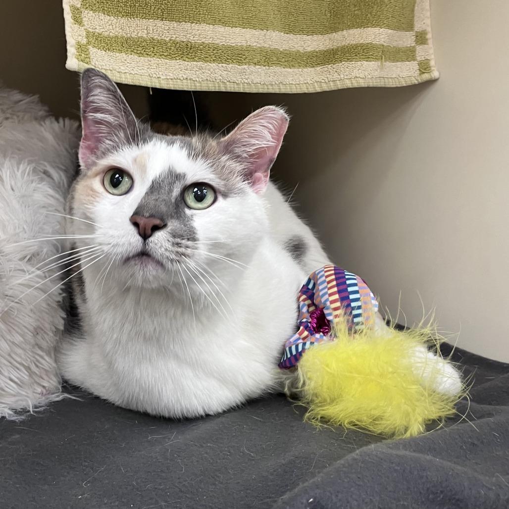 Chloe Balloons — thumbnail 4