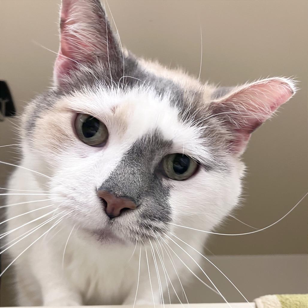 Chloe Balloons — thumbnail 5