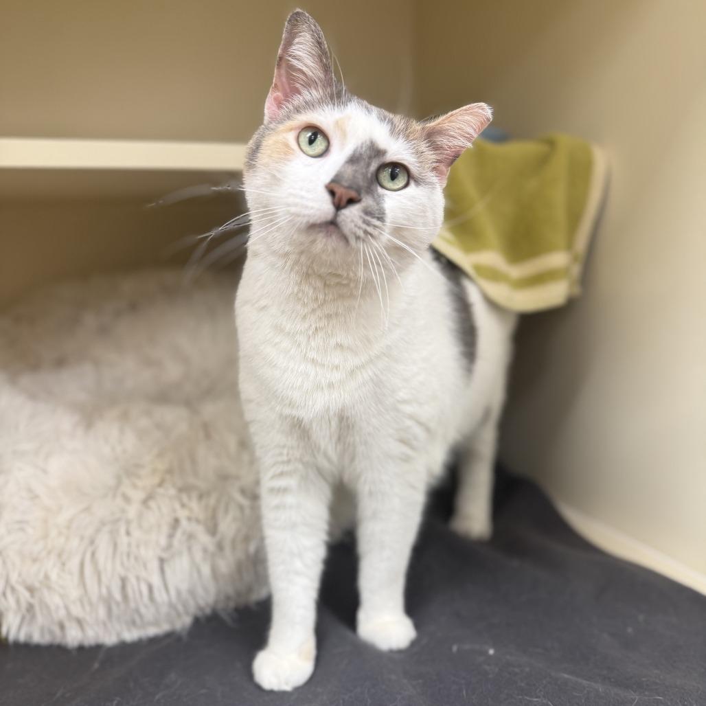 Chloe Balloons — thumbnail 6