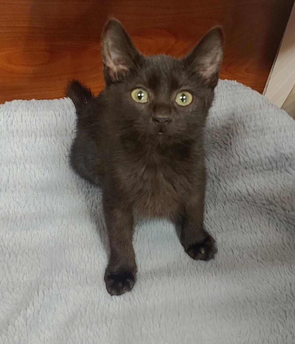 Binky, a Adoptable American Shorthair in Marvin, NC image 1/2