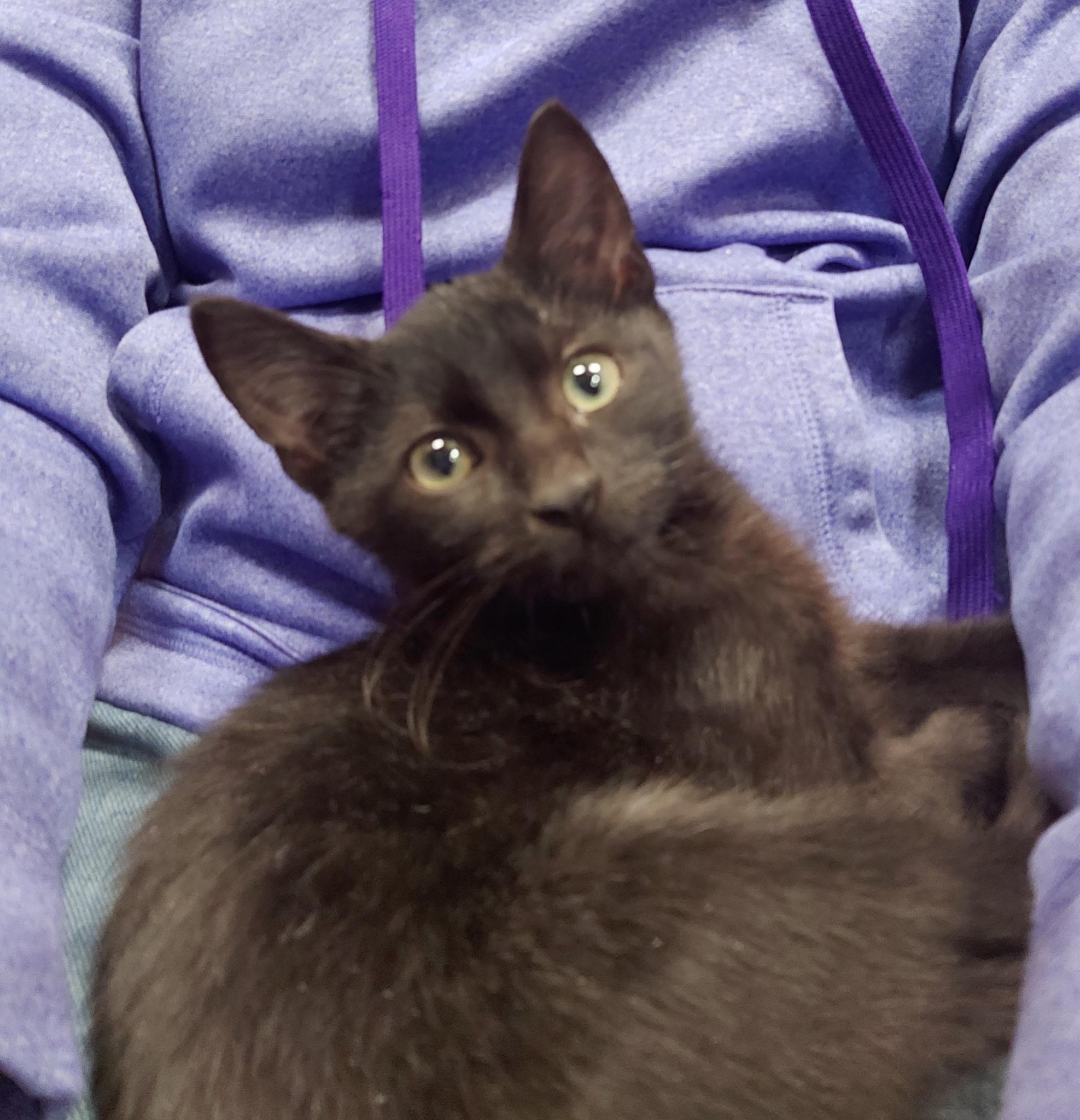 Binky, a Adoptable American Shorthair in Marvin, NC image 2/2