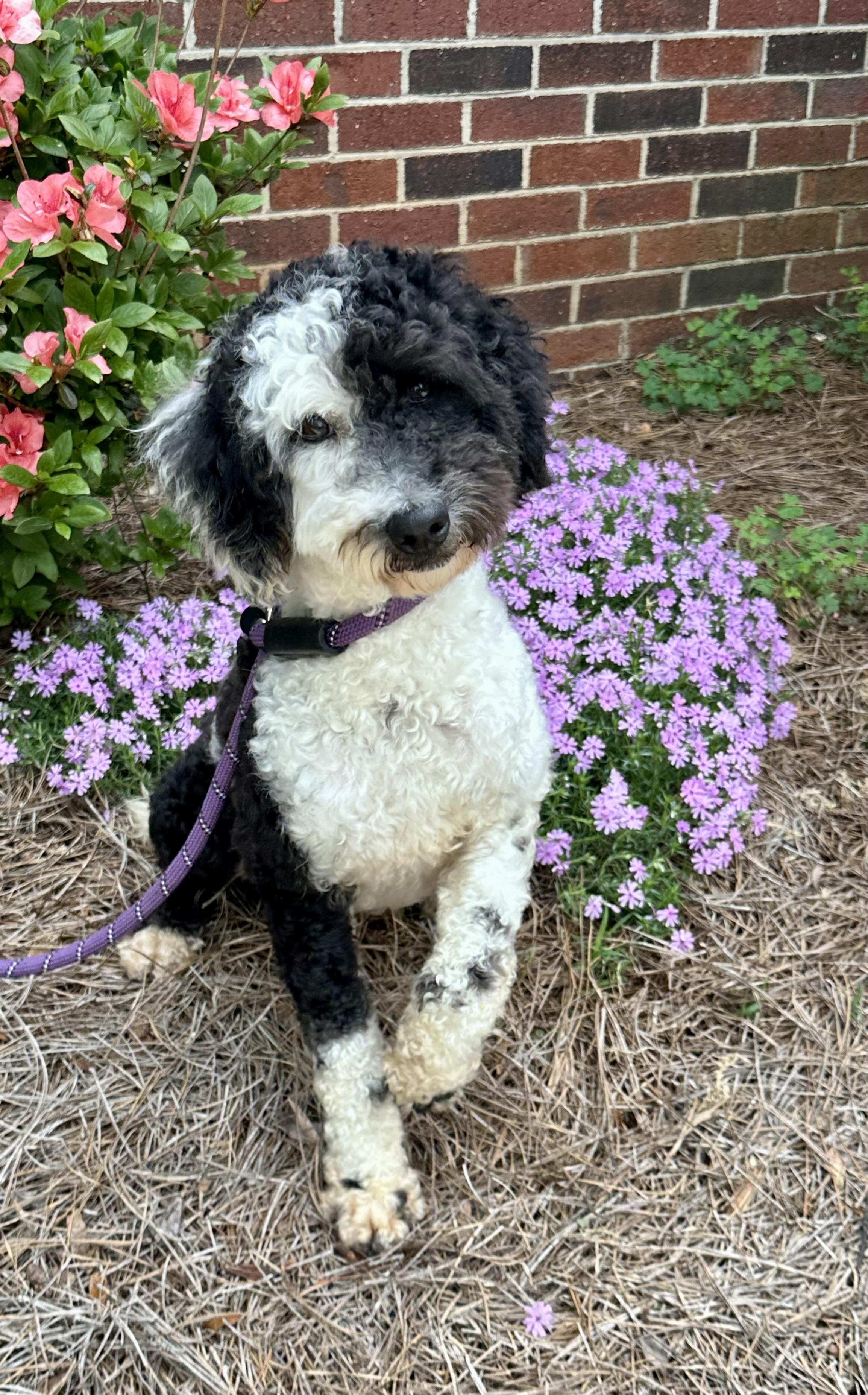 Posie , adopted, Young Female Miniature Poodle & Sheep Dog.