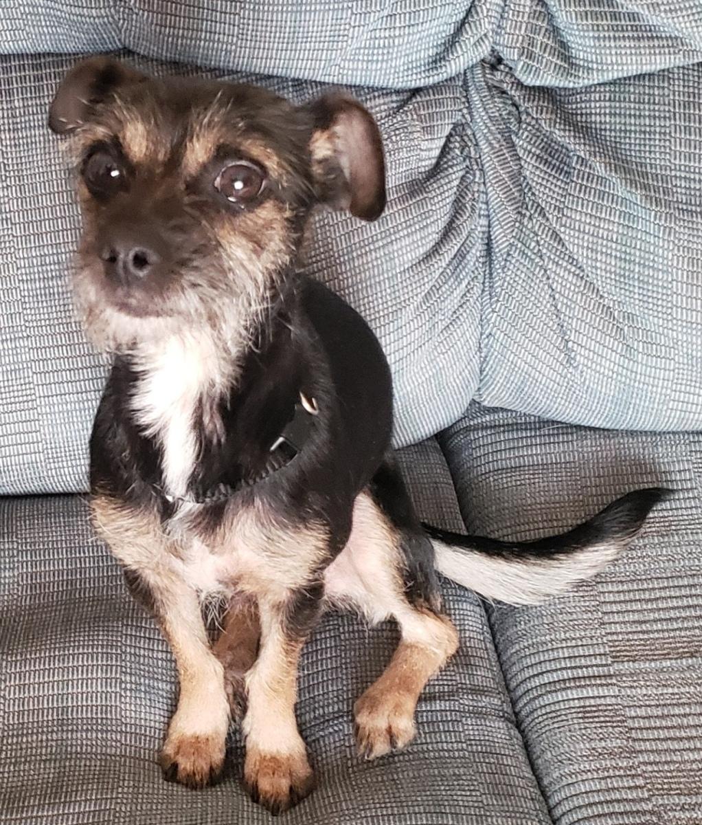 Enlarge Prim - Adopted 3/18/26, an adopted mixed breed in Norman, OK image 4/6