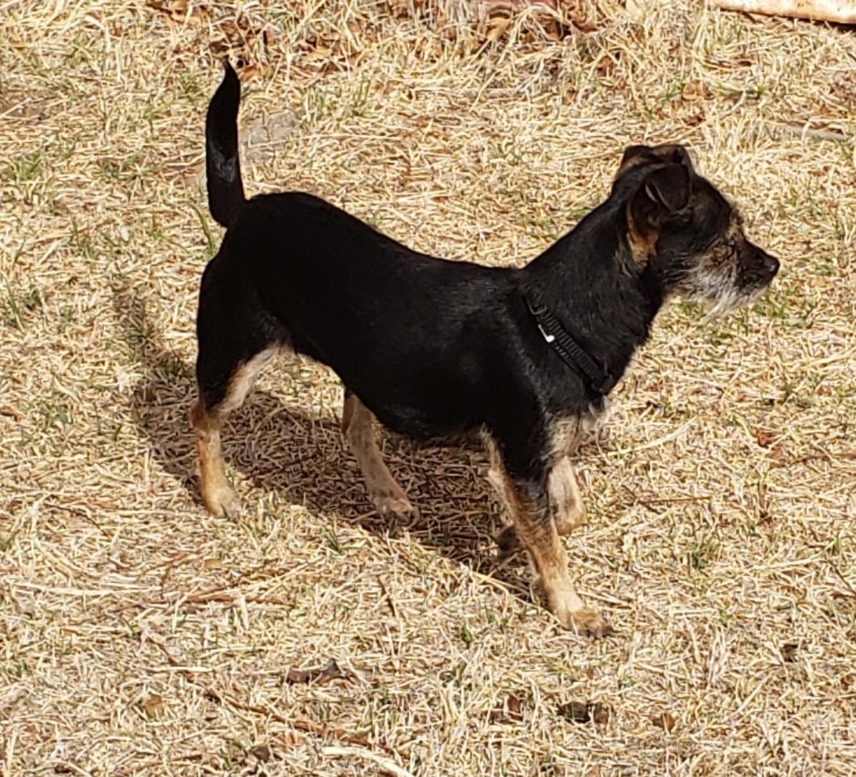 Enlarge Prim - Adopted 3/18/26, an adopted mixed breed in Norman, OK image 5/6