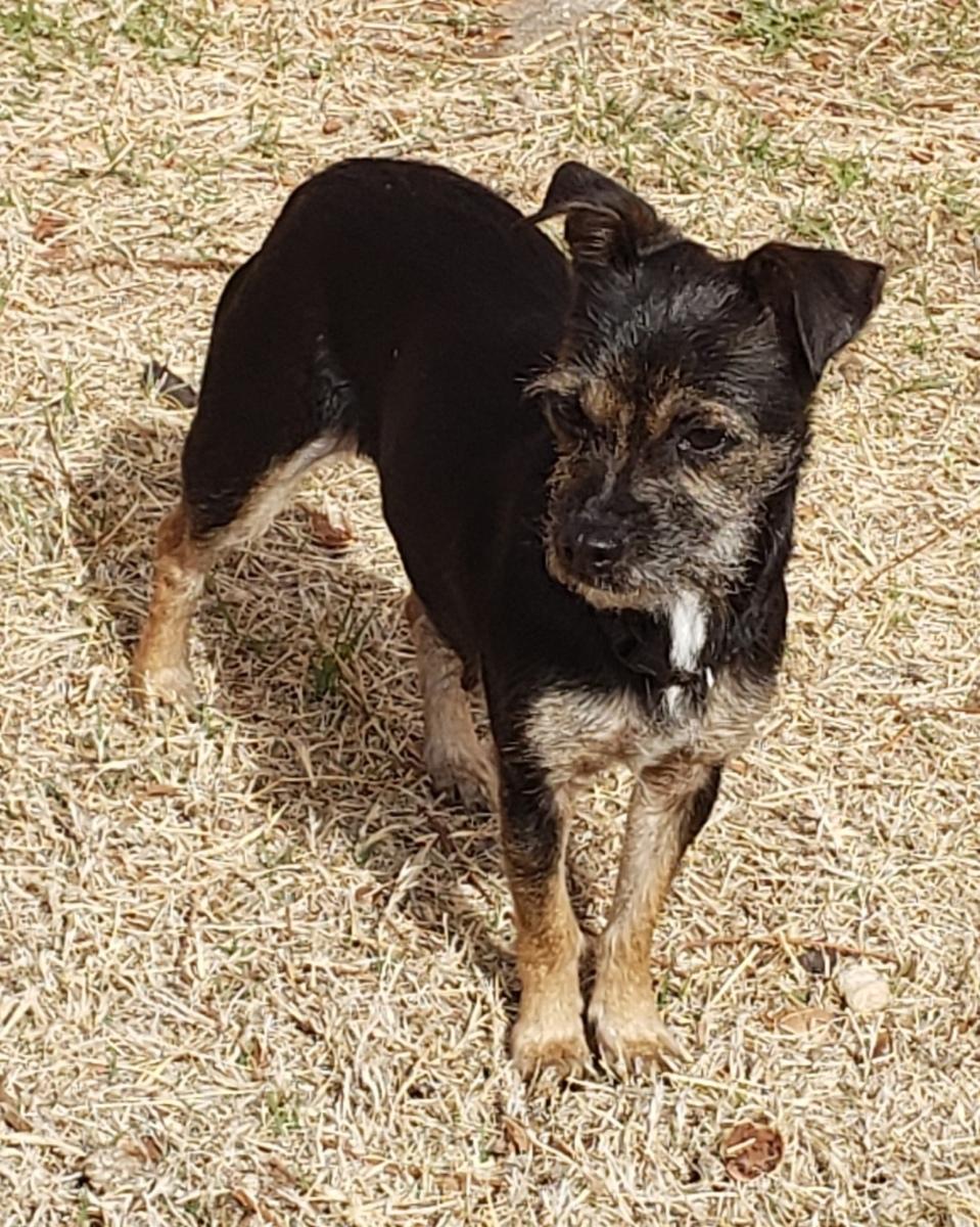 Enlarge Prim - Adopted 3/18/26, an adopted mixed breed in Norman, OK image 3/6