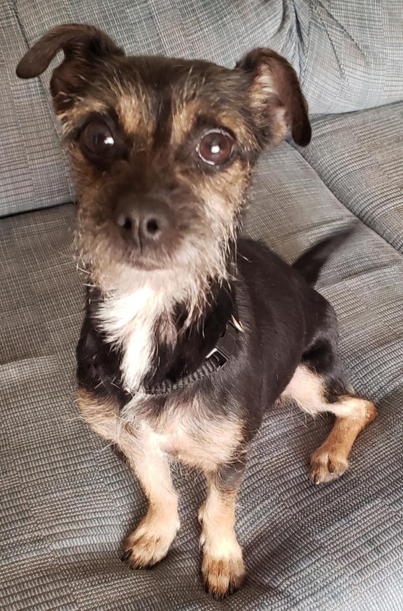 Prim - Adopted 3/18/26, adopted, Young Female Chihuahua & Yorkshire Terrier.