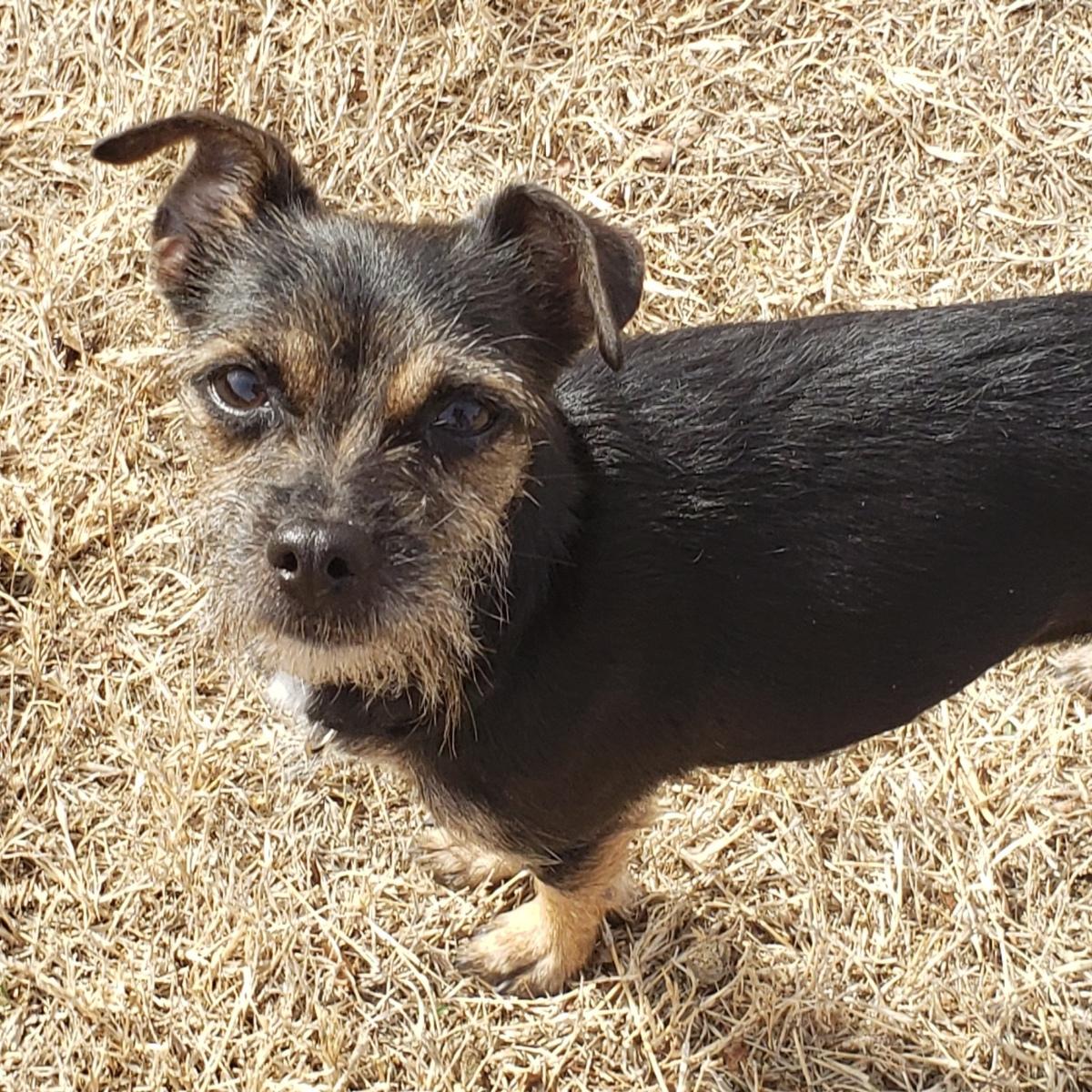 Enlarge Prim - Adopted 3/18/26, an adopted mixed breed in Norman, OK image 2/6