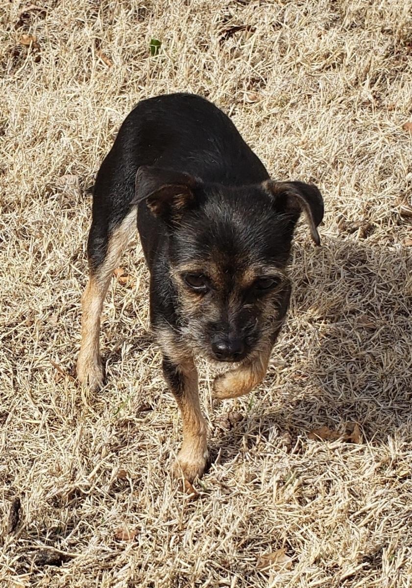 Enlarge Prim - Adopted 3/18/26, an adopted mixed breed in Norman, OK image 6/6