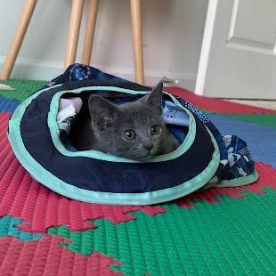 Enlarge Macho, a Adoptable Domestic Short Hair in Winston Salem, NC image 1/2