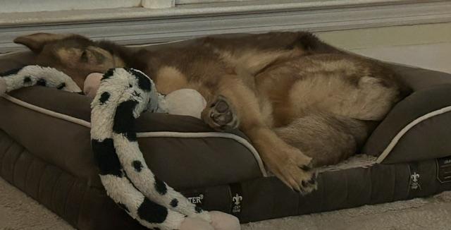 Enlarge Danny (GREAT Family Dog), a ADOPTABLE German Shepherd Dog in Newfoundland, PA image 4/4