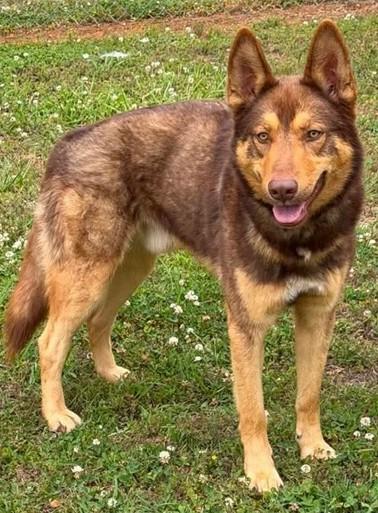 Enlarge Danny (GREAT Family Dog), a ADOPTABLE German Shepherd Dog in Newfoundland, PA image 2/4