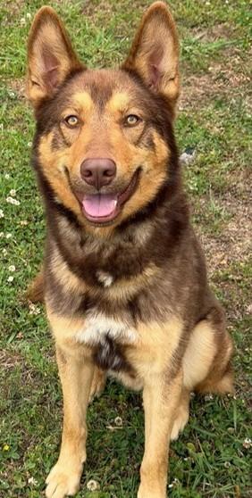 Enlarge Danny (GREAT Family Dog), a ADOPTABLE German Shepherd Dog in Newfoundland, PA image 1/4