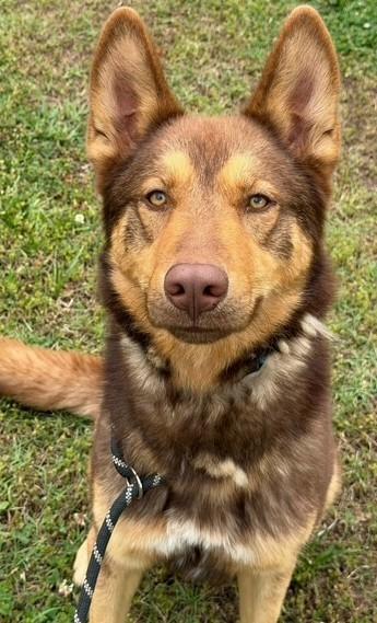 Enlarge Danny (GREAT Family Dog), a ADOPTABLE German Shepherd Dog in Newfoundland, PA image 3/4